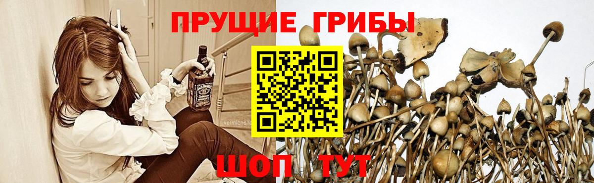 Нижний Тагил  Псилоцибиновые грибы Cubensis  Вход с VPN 